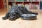 Black dog is lying next to the robotic vacuum cleaner