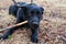 Black dog nibbles a stick