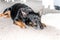 Black dog - old mixed breed rescue dog mongrel sleeping in living room on grey carpet - sad pet