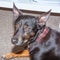 Black dog - old mixed breed rescue dog mongrel sleeping in living room on grey carpet - sad pet missing his owner