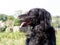 Black dog, part setter, side view in nature. Cute rescue pet profile.