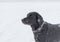 The black dog playing on the snowfield