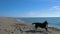 Black dog playing with a wooden stick on the beach near the sea line