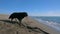 Black dog playing with a wooden stick and throws sand on the beach