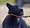 Black dog pooch at animal shelter