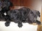 Black dog puppies small Pets