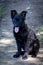 Black dog puppy Croatian shepherd dog