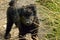 Black dog puppy Croatian shepherd dog