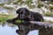 Black dog puppy lying down near the water