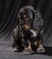 .black dog puppy Russian Spaniel on black background