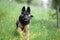 black dog purebred german shepherd play and apport branch in meadow