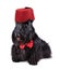 Black dog in red fez