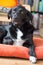 Black dog is relaxing: Labrador hybrid is lying on the wooden floor and relaxing