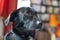 Black dog is relaxing: Labrador hybrid is lying on the wooden floor and relaxing