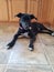 Black dog resting in the kitchen