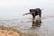 Black dog retrieving stick in water