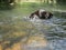 A black dog in the river with his head under water