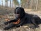 Black dog on the road in the forest. A large dog lies on a forest path. Concept: dog walking