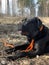 Black dog on the road in the forest. A large dog lies on a forest path. Concept: dog walking