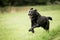 Black dog runing in grass field jumping