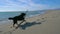 Black dog runnig fast with a wooden stick on the beach near the sea line