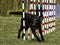 Black Dog Running Agility Weave Poles