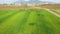 Black dog running around the green wheat field - drone aerial shot