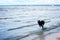 A black dog rushes through the shallow waters of the bay