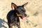 Black dog of the Russian Toy breed stands on sand