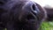 Black dog\'s nose / muzzle closeup.