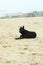 A black dog on the sand beach. Cold foggy rainy weather. Walking with pets