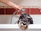 Black dog schnauzer in bathroom take shower