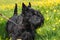 Black dog Scottish Terrier breed