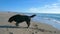 Black dog shaken out of the water on the beachnear the sea line