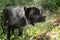 Black dog shaking off water after a bath on a forest pond