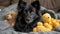 A black dog with shiny fur lying among cuddly teddy bears, looking up with alert, engaging eyes