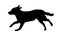 Black dog silhouette. Running appenzeller sennenhund puppy. Appenzeller cattle dog or appenzeller mountain dog. Pet animals.