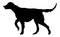 Black dog silhouette. Setter hunting dog, gundog illustration