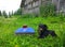 Black dog sitting on green grass and two glasses with homemade red wine on blue boards outdoors in countryside at summer.