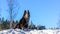 Black dog sitting in snow