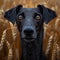 Black dog with soulful eyes amidst golden wheat. captivating canine portrait in nature. AI