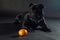 Black dog of staffordshire bull terrier breed, lying down on dark background on tangerine in front of it.