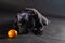 Black dog of staffordshire bull terrier breed, lying down on dark background on tangerine in front of it. Pretty faces of a purebr