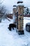 Black dog standing near wooden gate on snowy cottage walkpath.Dog waiting door.