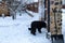 Black dog standing near wooden gate on snowy cottage walkpath.Dog waiting door.