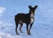 A black dog is standing in the snow. The mongrel dog looks into the distance with interest. A pet for a walk on a sunny winter day