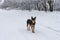 Black dog standing on a snowy earth road looking around