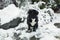 A black dog stands in the snow outside