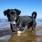 Black dog stands in waters of Lake Michigan