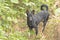 The black dog stood and waited for an order from its owner